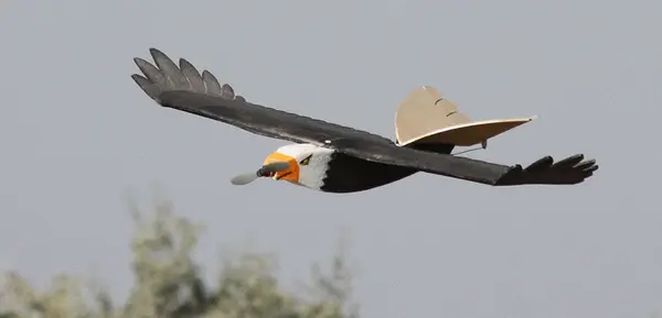 RC Hawk