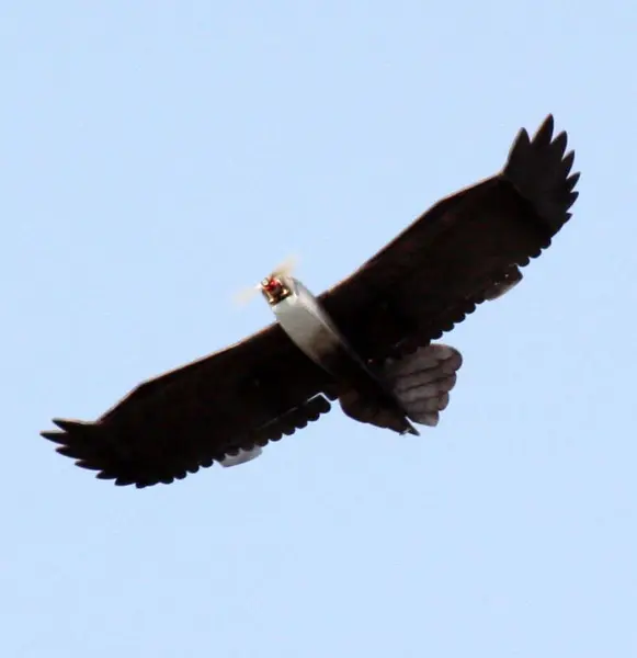 RC Hawk