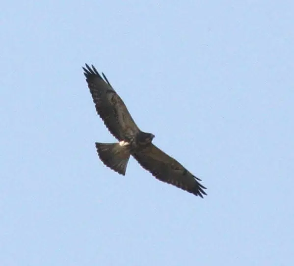 Real Hawk