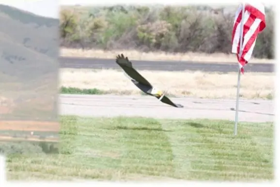 Birds of Prey (at the Open House)